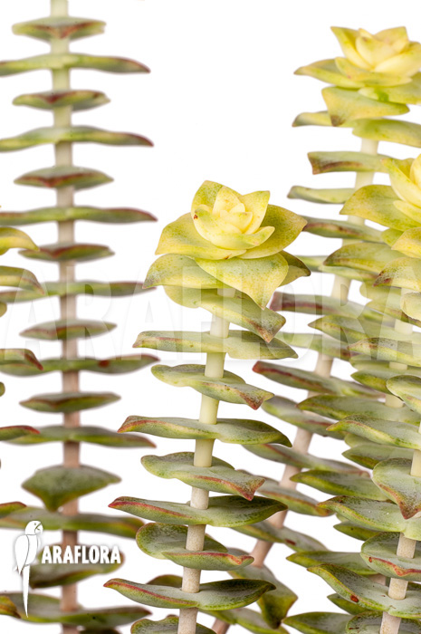 Crassula perforata variegata ‚Strings of Buttons‘