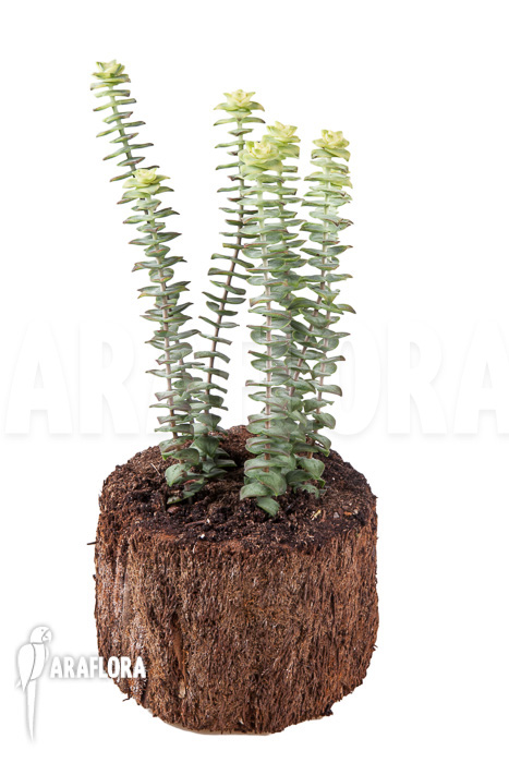 Crassula perforata variegata ‚Strings of Buttons‘