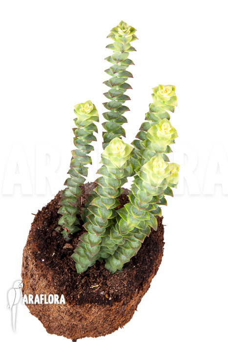 Crassula perforata variegata ‚Strings of Buttons‘