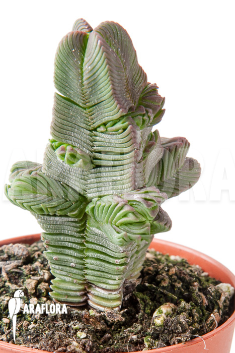 Crassula pyramidalis ‚S‘