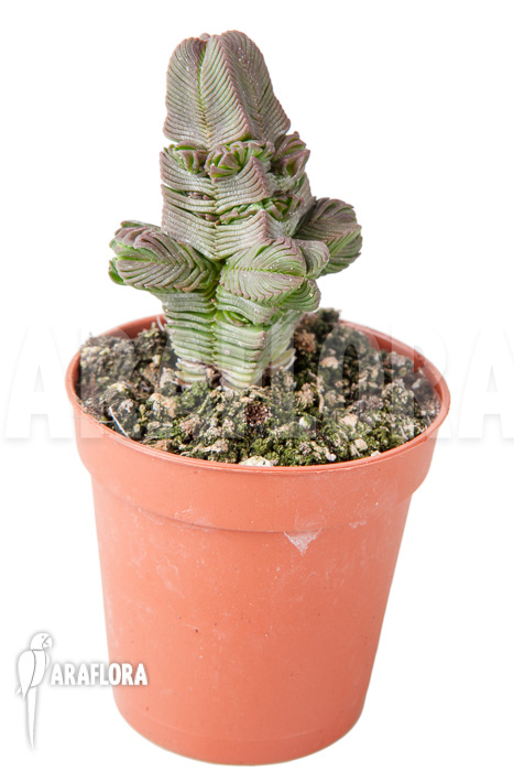 Crassula pyramidalis ‚S‘