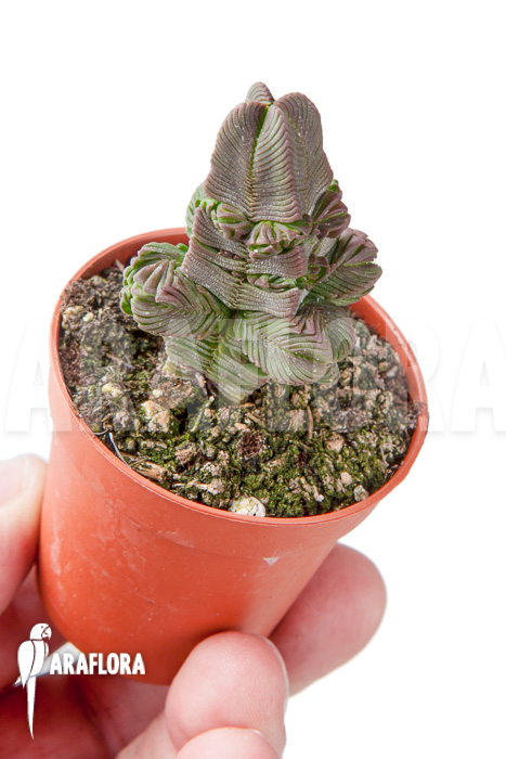 Crassula pyramidalis ‚S‘