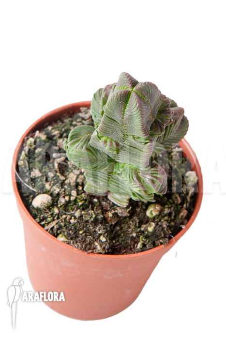 Crassula pyramidalis ‚S‘