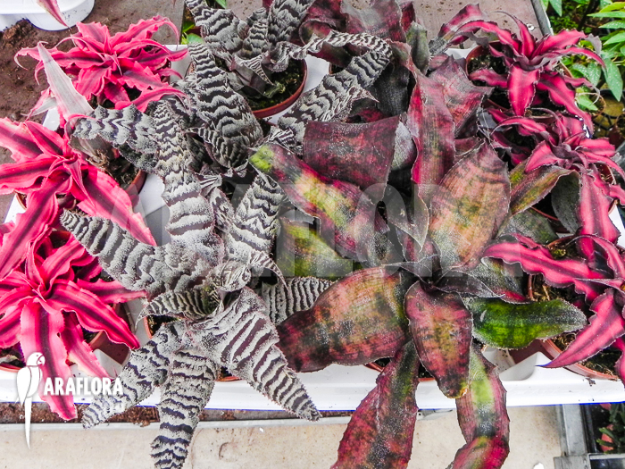 Cryptanthus assorted