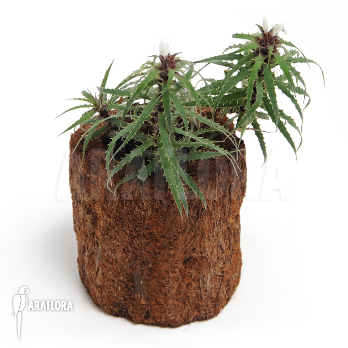 Cryptanthus microglazioui