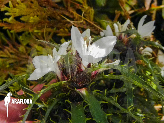 Cryptanthus microglazioui
