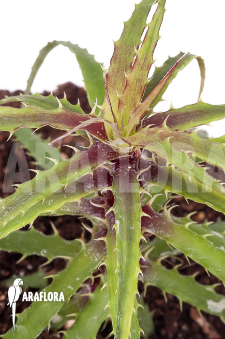 Cryptanthus microglazioui ‚Starter‘
