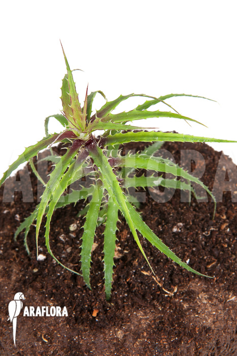 Cryptanthus microglazioui ‚Starter‘