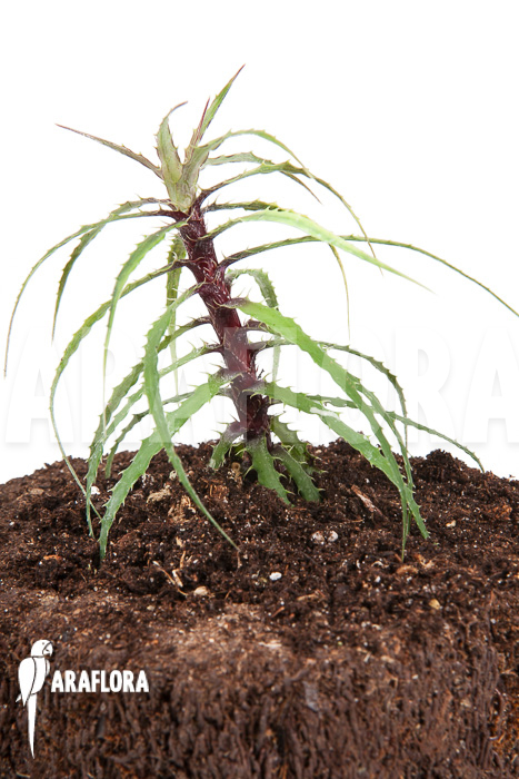 Cryptanthus microglazioui ‚Starter‘