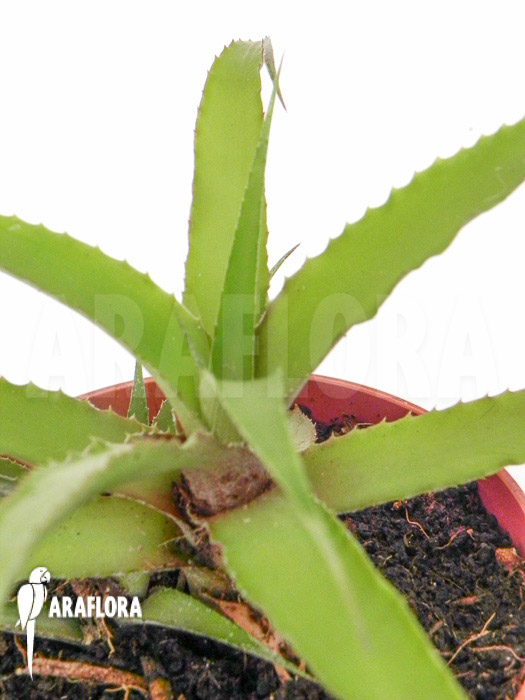 Cryptanthus species epifytic VU Garden