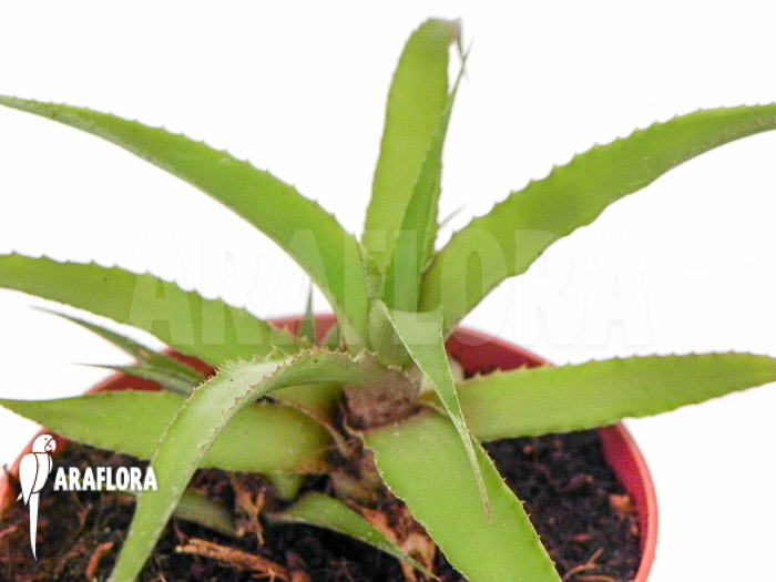 Cryptanthus species epifytic VU Garden