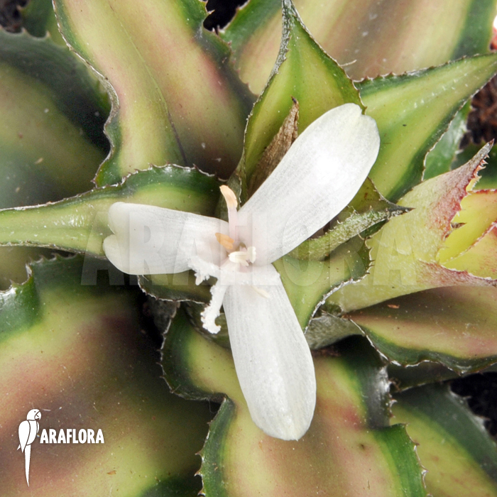 Cryptanthus x ‚Pink Starlight‘