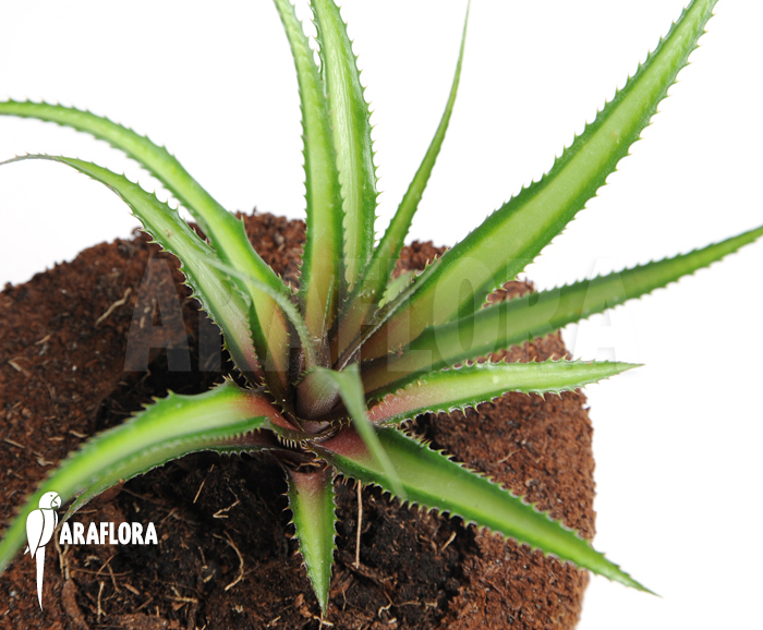 Cryptanthus x ‚Pink‘