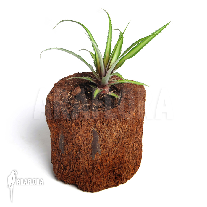 Cryptanthus x ‚Pink‘