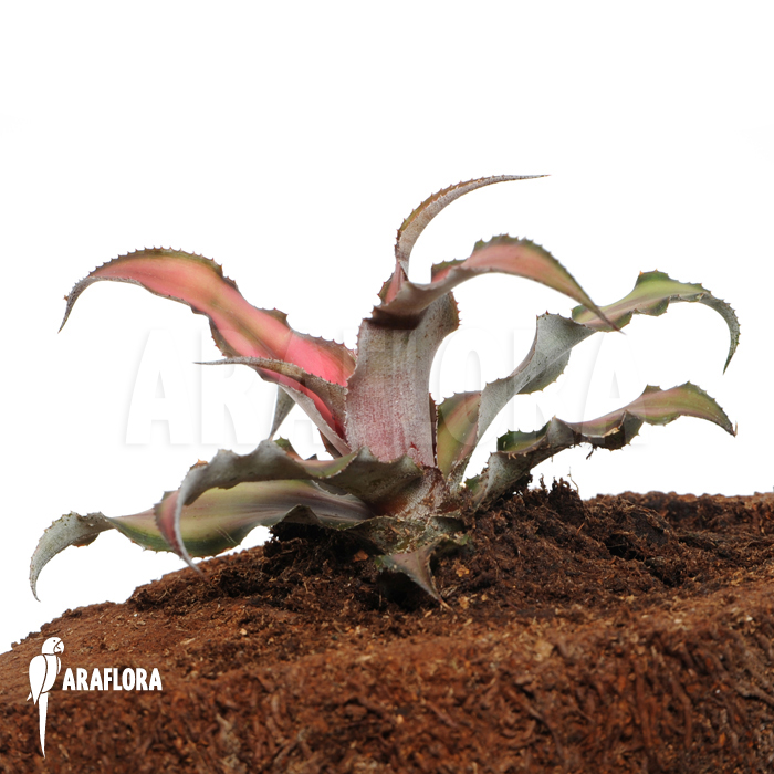 Cryptanthus x ‚Rosens‘