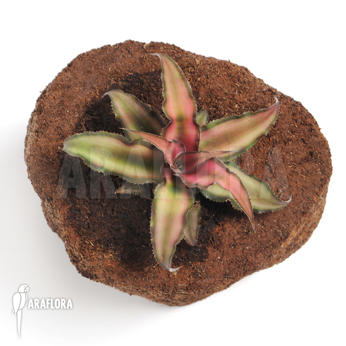 Cryptanthus x ‚Rosens‘