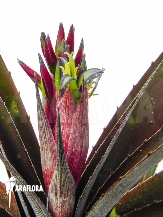 Cryptbergia x ‚Red Burst‘ flower