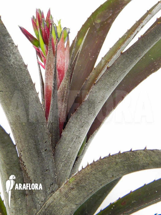 Cryptbergia x ‚Red Burst‘ flower