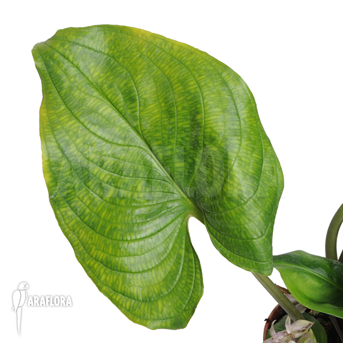 Cyanastrum cordifolium