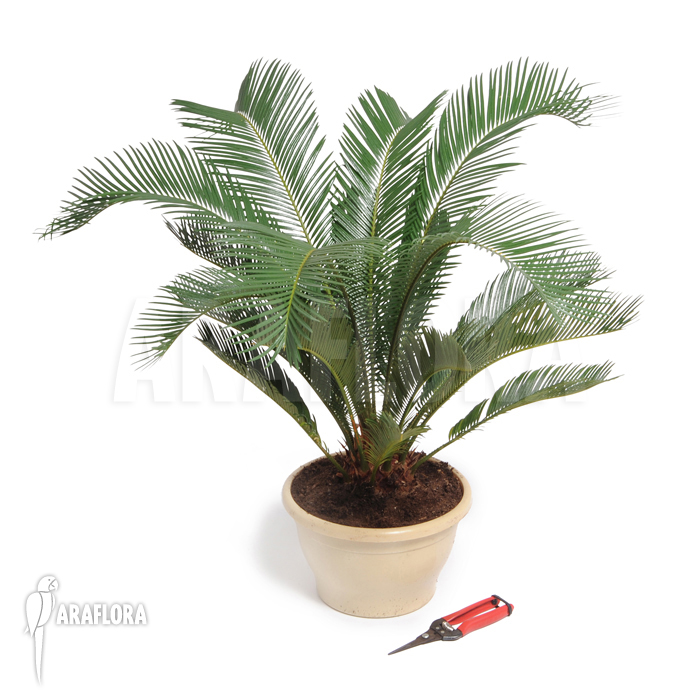 Cycas revolta ‚S‘