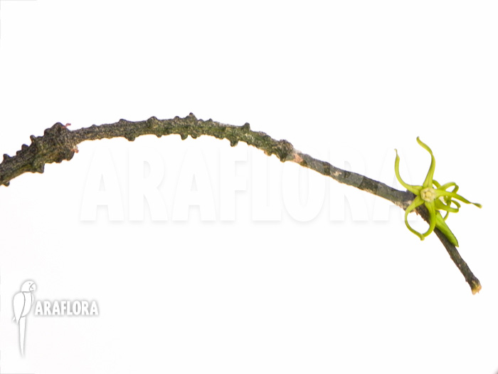 Cynanchum marnierianum