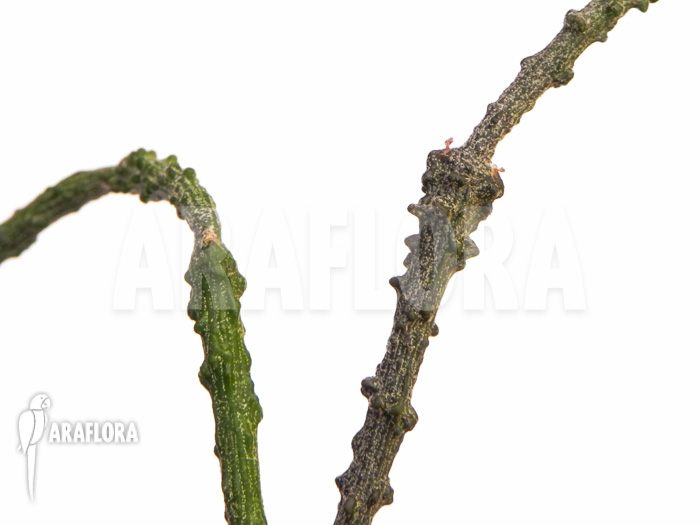 Cynanchum marnierianum