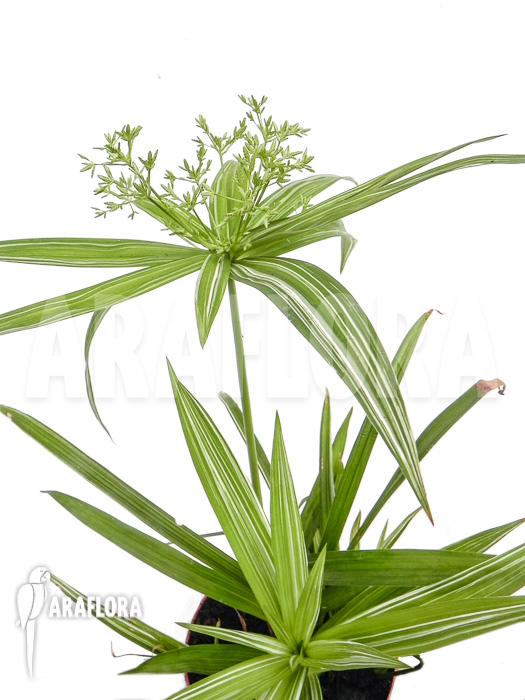 Cyperus alternifolius variegata