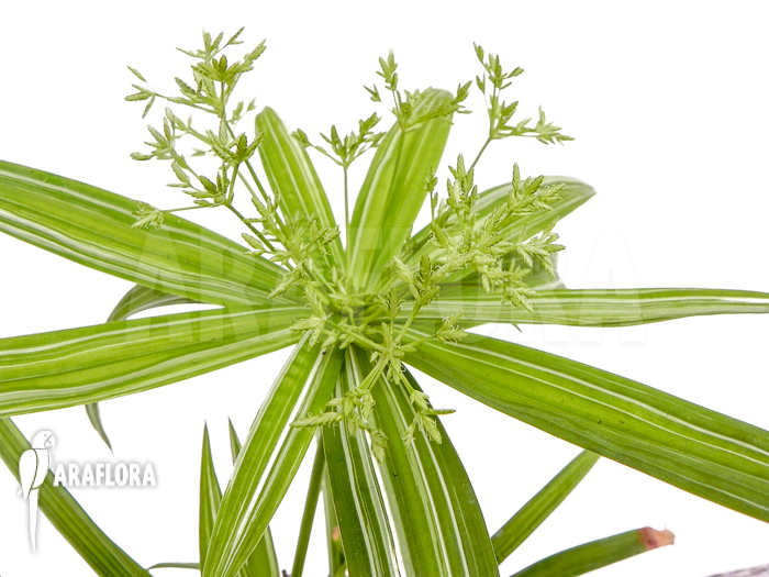 Cyperus alternifolius variegata