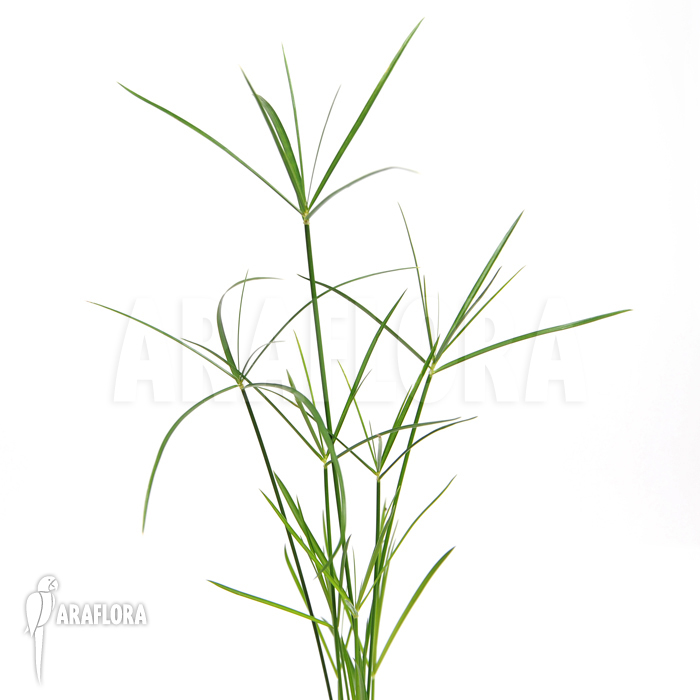 Cyperus alternifolius ‚Mini‘