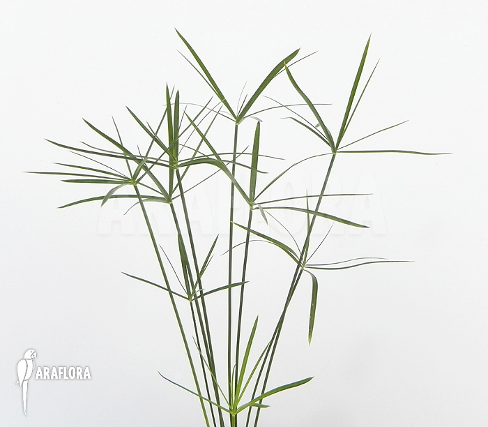 Cyperus alternifolius ‚Mini‘