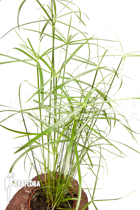 Cyperus involucratus ‚Nana‘