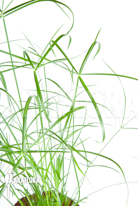 Cyperus involucratus ‚Nana‘