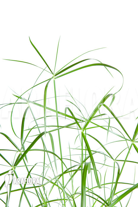 Cyperus involucratus ‚Nana‘