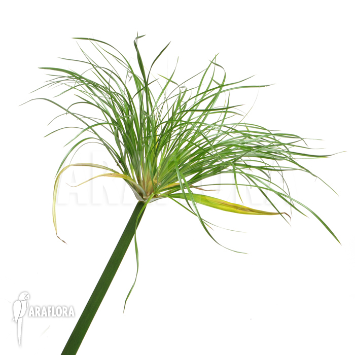 Cyperus papyrus ‚Nana‘