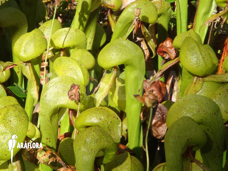 Darlingtonia californica