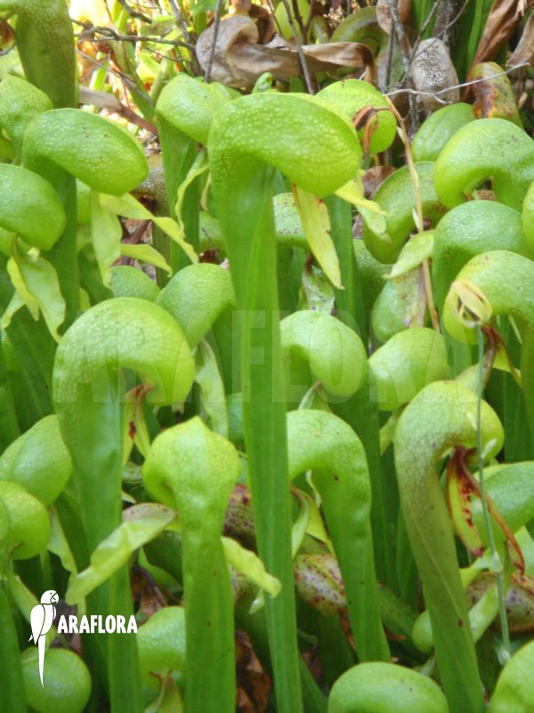Darlingtonia californica