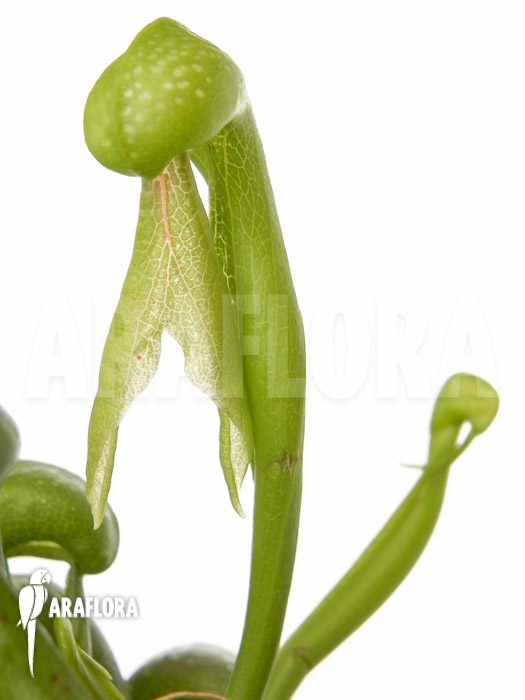 Darlingtonia californica Long Fang
