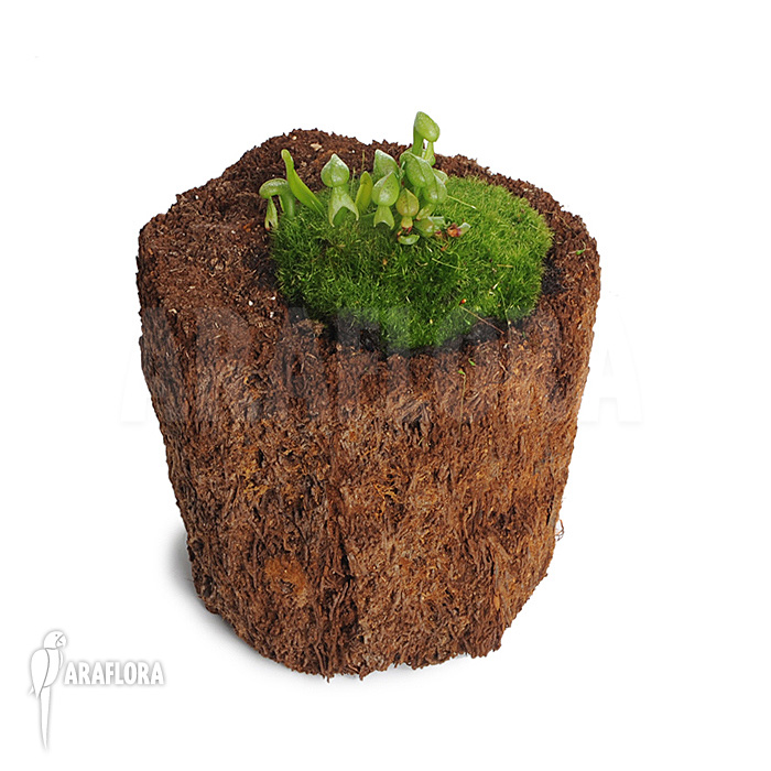 Darlingtonia californica ‚M‘