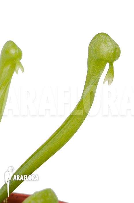 Darlingtonia californica ‚S‘