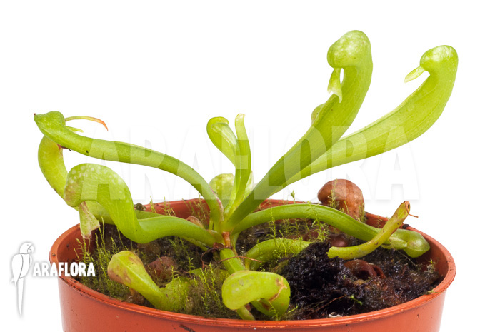 Darlingtonia californica ‚S‘