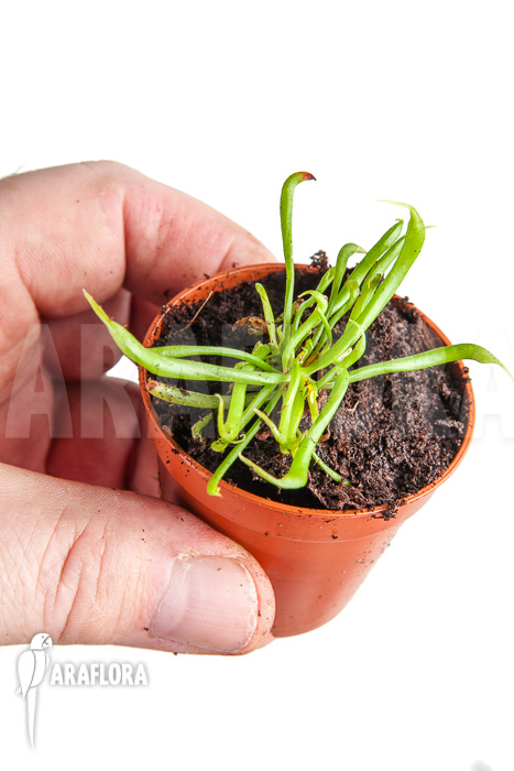 Darlingtonia californica ‚Starter‘