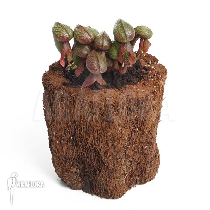 Darlingtonia californica ‚XL‘