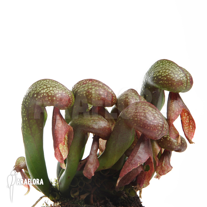 Darlingtonia californica ‚XL‘