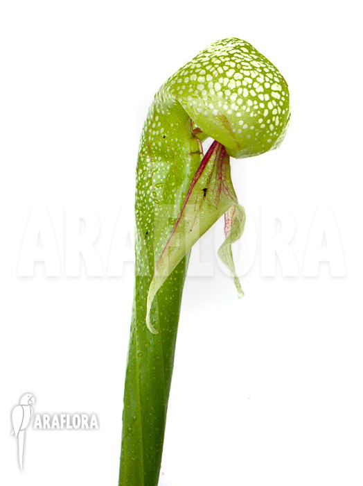 Darlingtonia californica ‚XXL‘