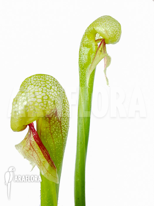 Darlingtonia californica ‚XXL‘