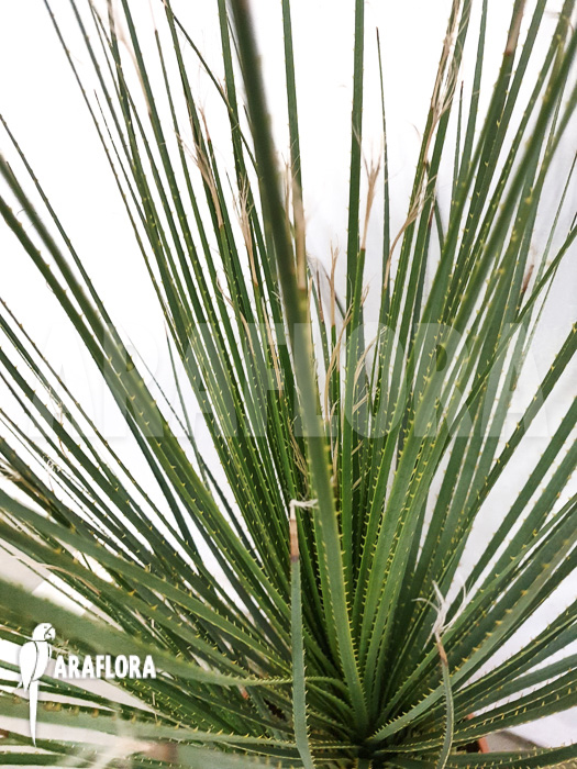 Dasylirion seratifolium