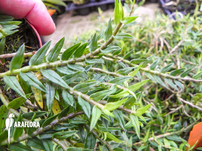 Dendrobium alaticaulinum