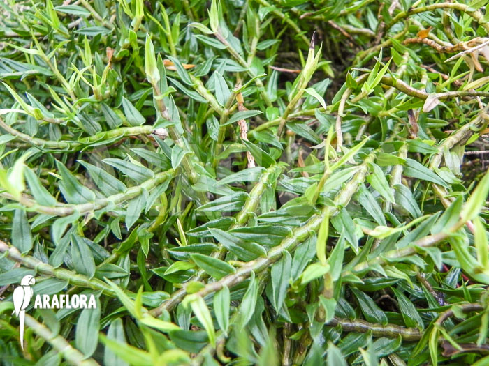 Dendrobium alaticaulinum