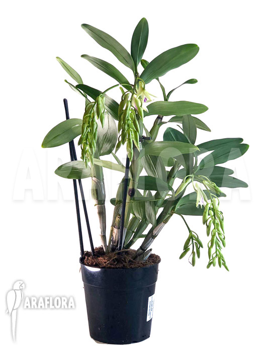 Dendrobium amethystoglossum