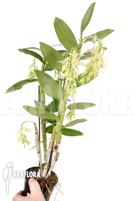 Dendrobium amethystoglossum